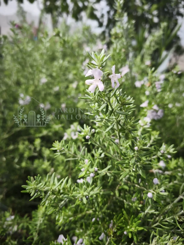 Westringia longifolia