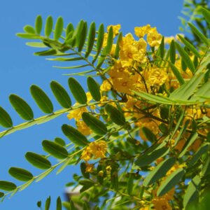 Tipuana tipu (Árbol de tipu)