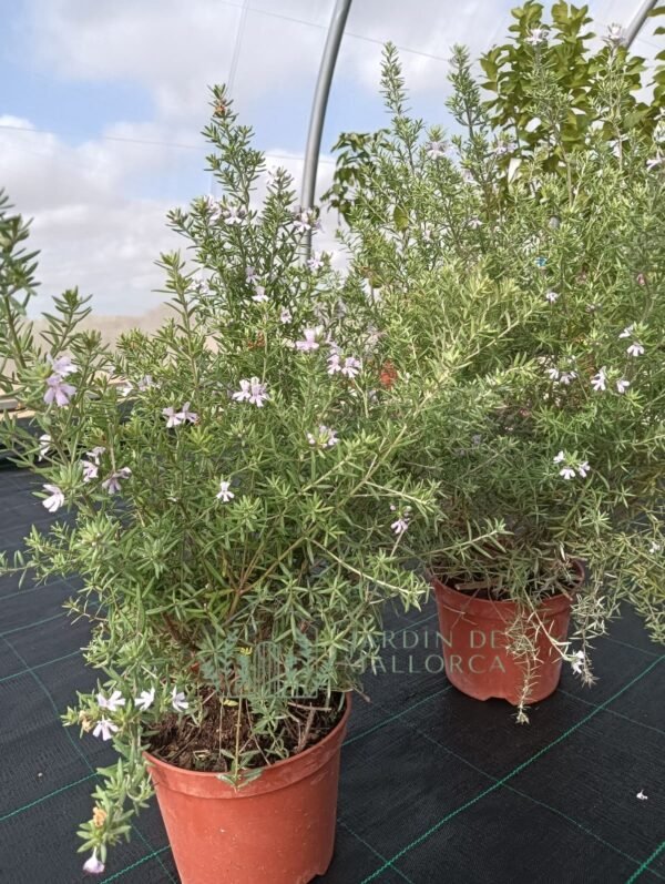Westringia azul – Westringia longifolia - Imagen 3