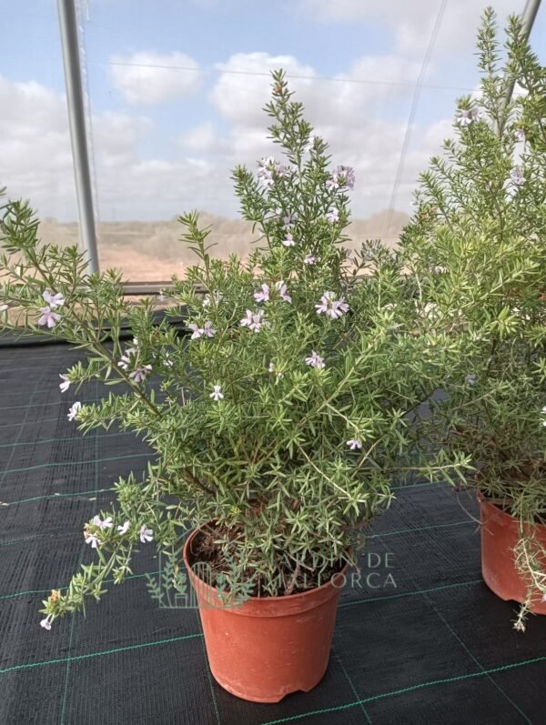 Westringia azul