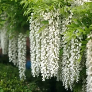 wisteria blanca