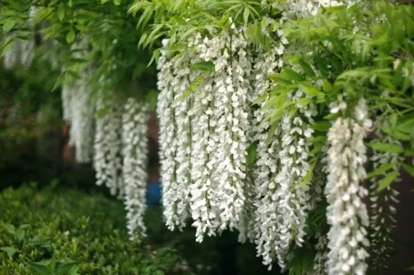 wisteria blanca