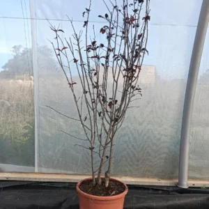 ciruelo rojo, prunus pisardii, árbol ornamental, hoja púrpura, floración rosada, jardinería Mallorca, árboles decorativos, alineaciones, árbol de sombra, comprar ciruelo rojo Mallorca.
