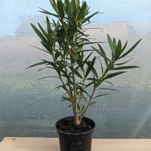 adelfa nana, nerium oleander enano, arbusto ornamental, floración prolongada, plantas resistentes, jardinería Mallorca, seto bajo, plantas para maceta, jardín de bajo mantenimiento, comprar adelfas Mallorca.