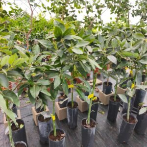 aguacate bacon, persea americana bacon, grupo floral B, aguacate resistente al frío, árbol frutal, aguacate mallorca, huerto familiar, frutal tropical, comprar aguacate bacon, aguacate productivo.