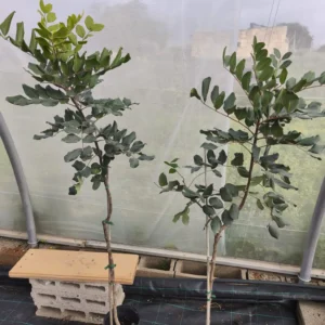 comprar algarrobos injertados en mallorca