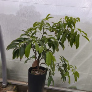 litchi kwai may pink en Mallorca