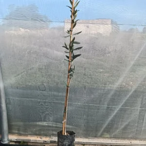 olivo gordal, olea europaea gordal, olivo injertado, aceituna gordal, árbol frutal mediterráneo, olivo ornamental, aceituna de mesa, jardinería Mallorca, comprar olivos Mallorca, olivo productivo.