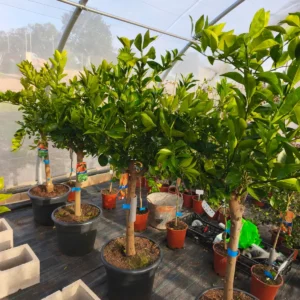 Naranjo (Citrus sinensis) - 45cm