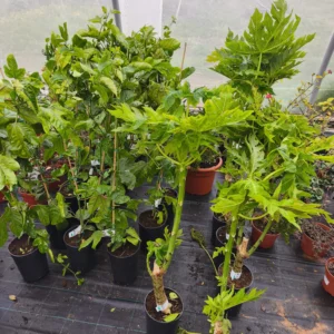 comprar Papaya Sweet Sense en Mallorca