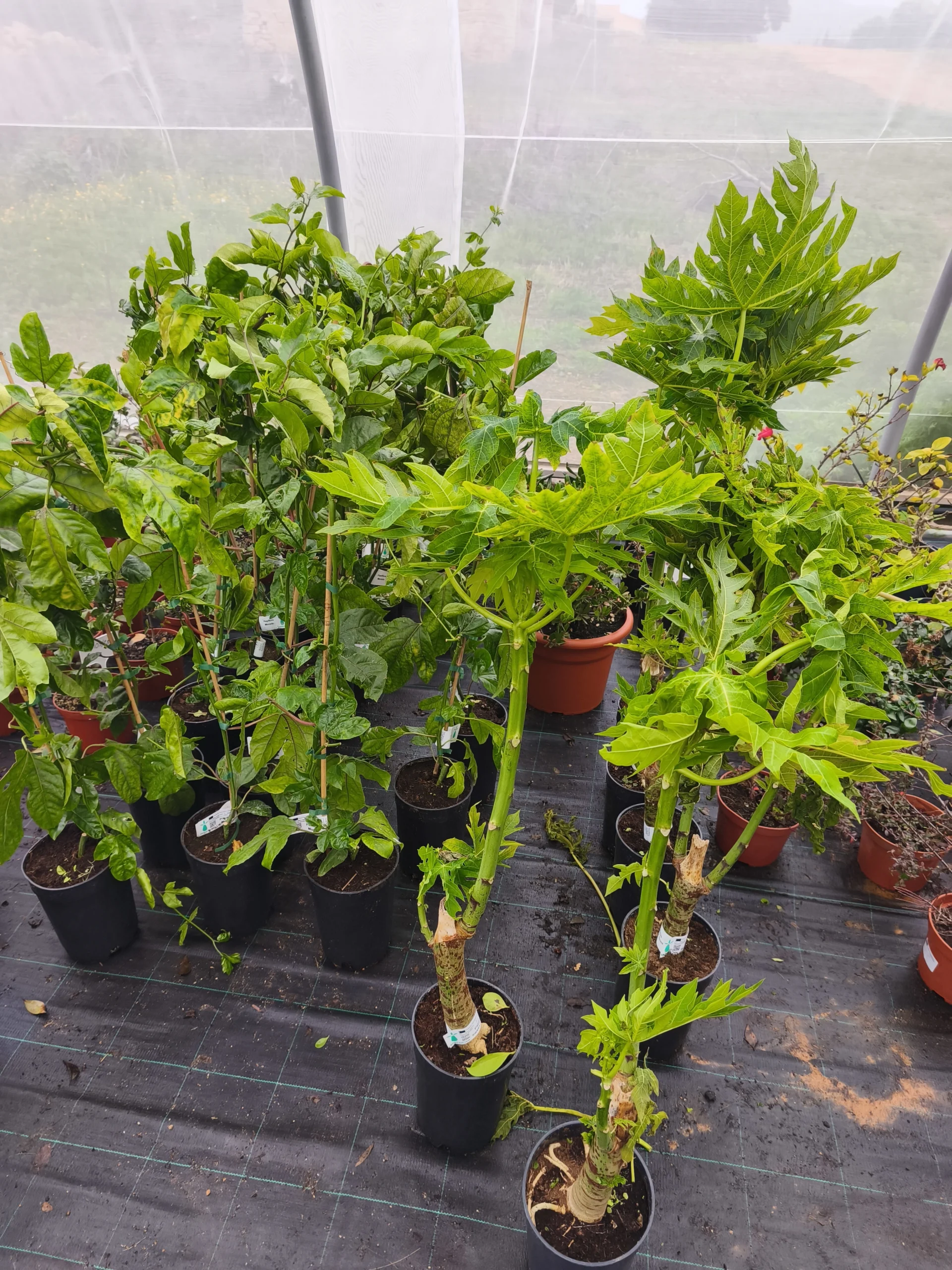 comprar Papaya Sweet Sense en Mallorca