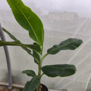 comprar platanera musa enana canaria en Mallorca