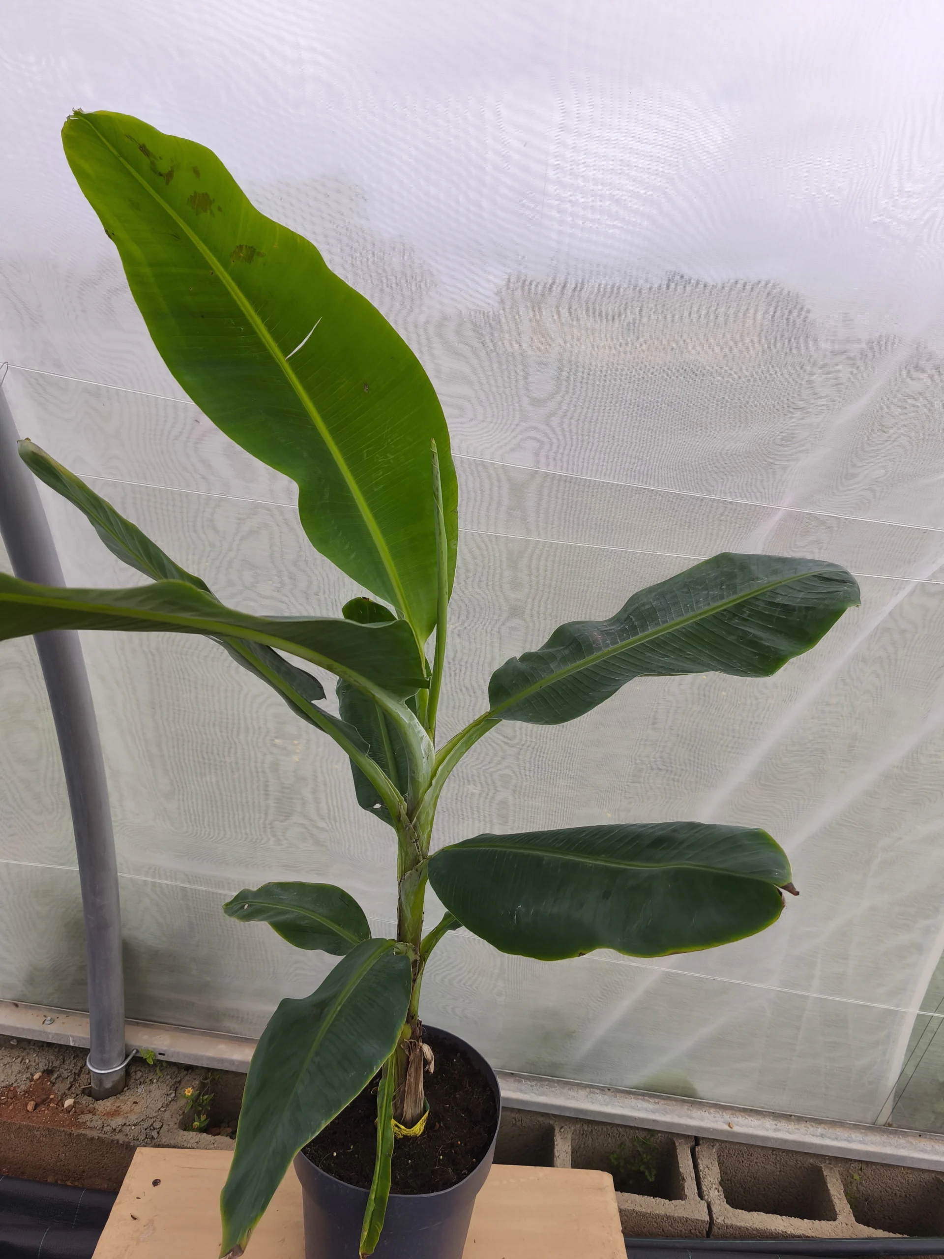 comprar platanera musa enana canaria en Mallorca