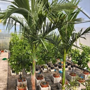 Archontophoenix alexandrae – Palmera Alexandra