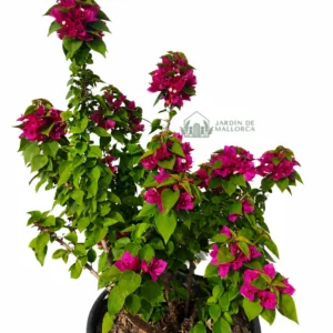 comprar bougainvillea mini thai en mallorca
