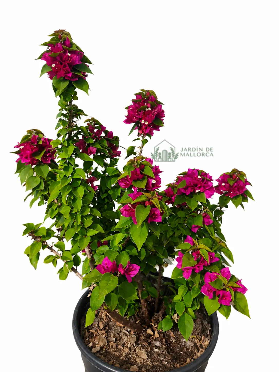 comprar bougainvillea mini thai en mallorca