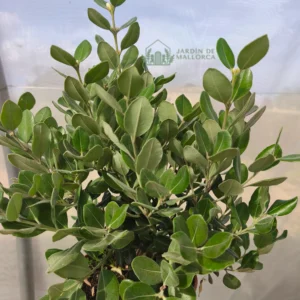 comprar metrosidero en mallorca