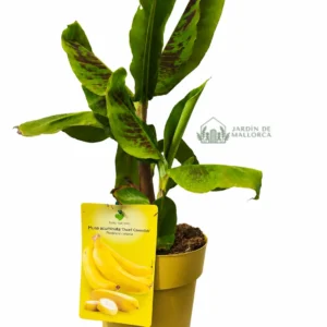 comprar platanera en mallorca