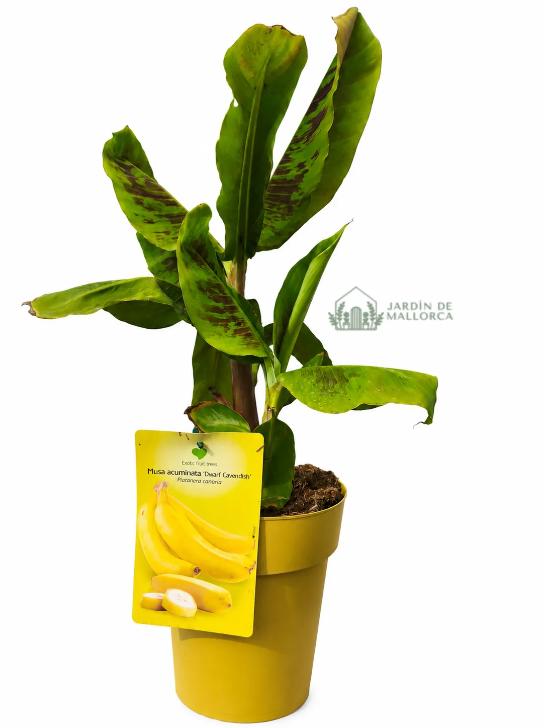 comprar platanera en mallorca