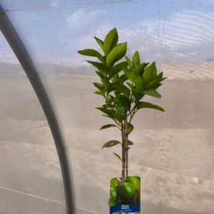lima citrus aurantiifolia, comprar lima mallorca, árbol de lima, cítrico aromático, lima en maceta, cítricos mediterráneos, lima para jardín, lima productiva, cítrico tropical mallorca