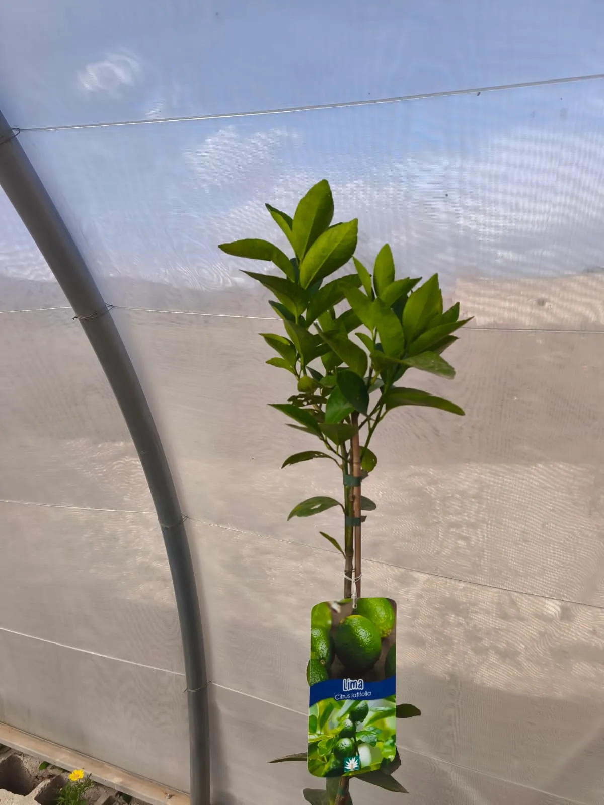 lima citrus aurantiifolia, comprar lima mallorca, árbol de lima, cítrico aromático, lima en maceta, cítricos mediterráneos, lima para jardín, lima productiva, cítrico tropical mallorca
