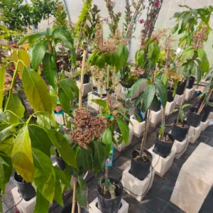 MANGO, MALLORCA, JARDIN, FRUTAL, FRUTA,
