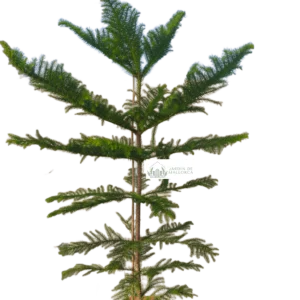 COMPRAR Árbol de los pisos (Araucaria excelsa) en Mallorca