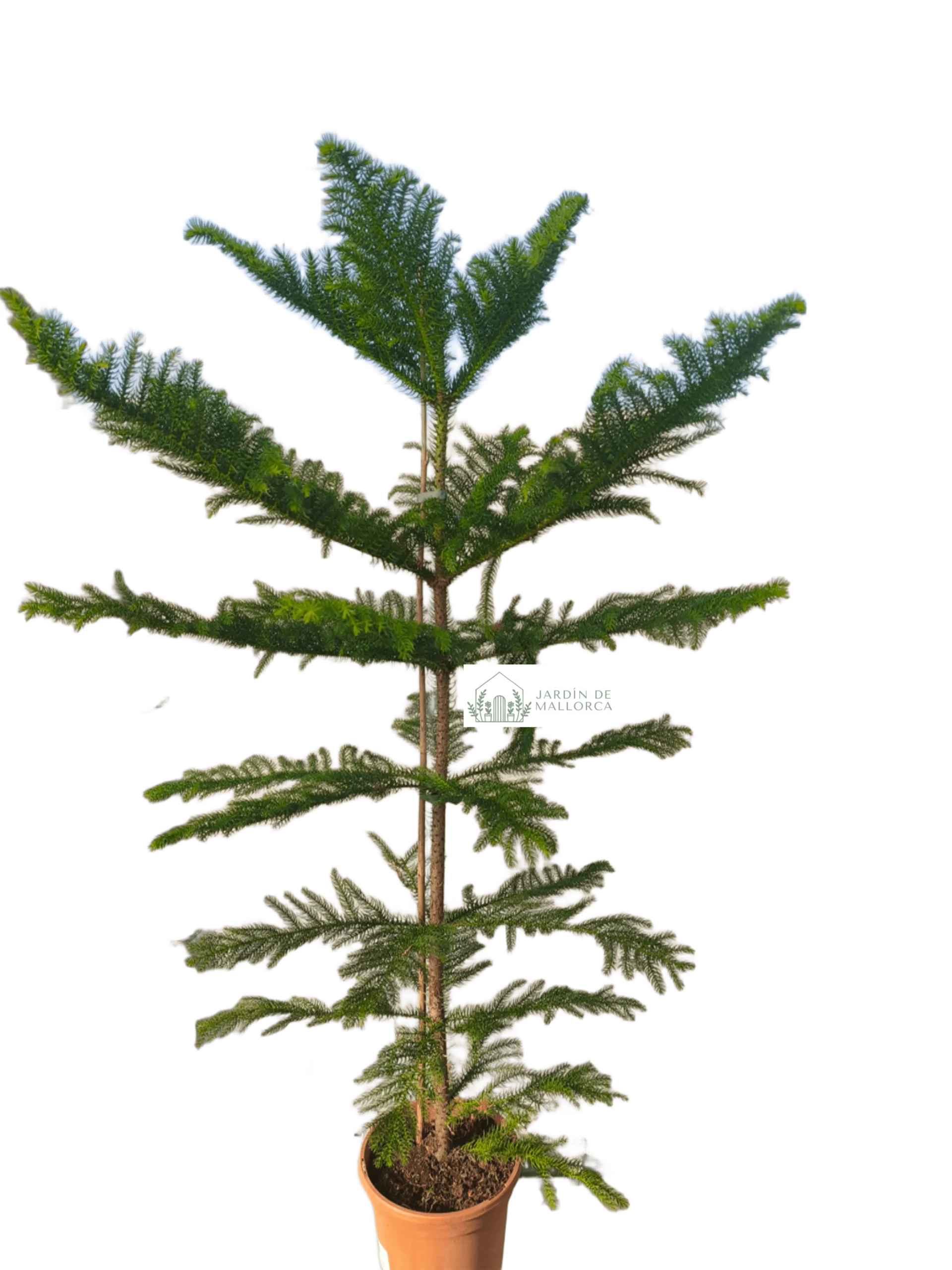 COMPRAR Árbol de los pisos (Araucaria excelsa) en Mallorca