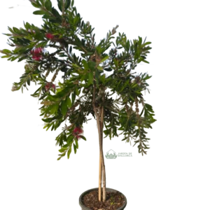 comprar callistemon formado en copa en mallorca