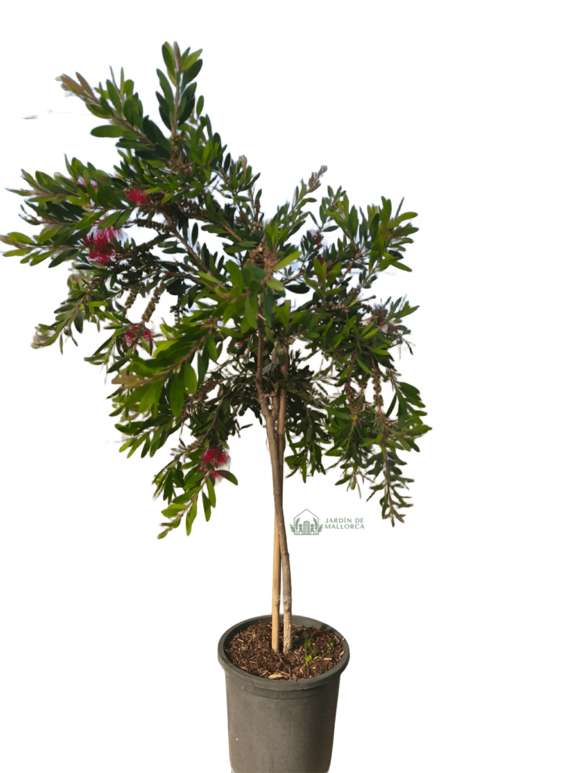 comprar callistemon formado en copa en mallorca