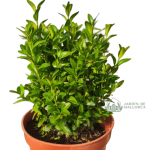 Comprar Boj (Buxus sempervirens)