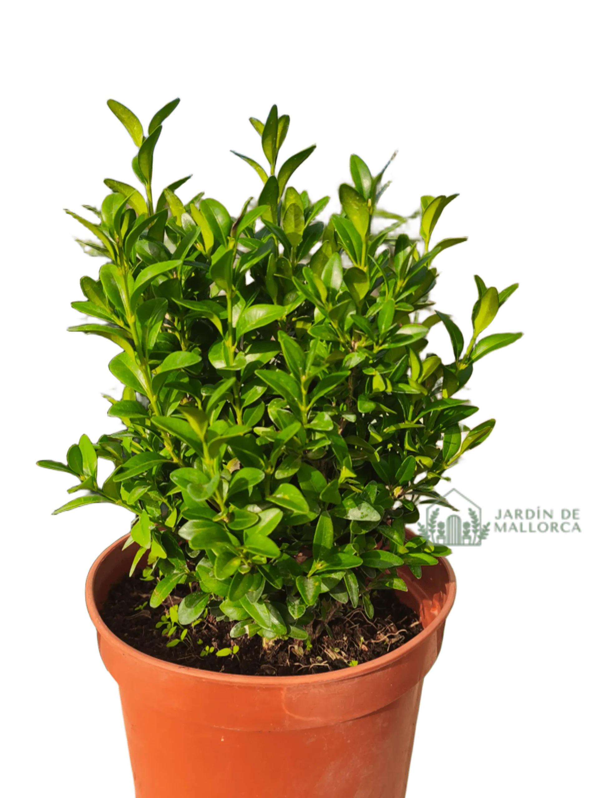 Comprar Boj (Buxus sempervirens)