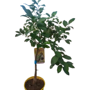 Comprar limonero meyer en mallorca