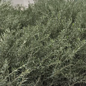 comprar olivos pequeños picual comprar plantel de olivos picual en mallorca